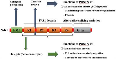 Mechanisms of tissue degeneration mediated by periostin in spinal degenerative diseases and their implications for pathology and diagnosis: a review